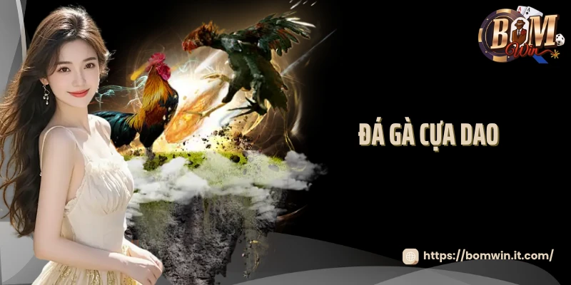Đá gà cựa dao
